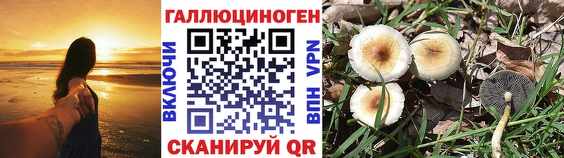 купить наркоту  Сухой Лог  Псилоцибиновые грибы MAGIC MUSHROOMS 