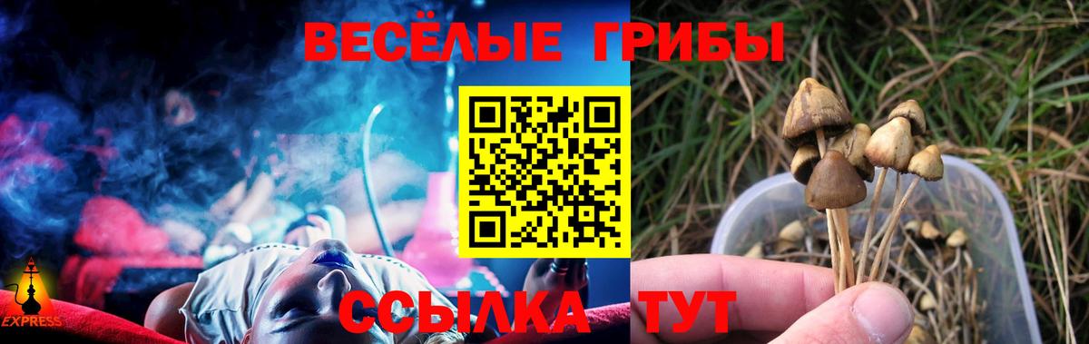 купить  цена  Вход с VPN  Сухой Лог  Галлюциногенные грибы Psilocybe 